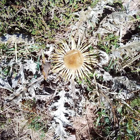 Апартаменты Flor Del Sol *