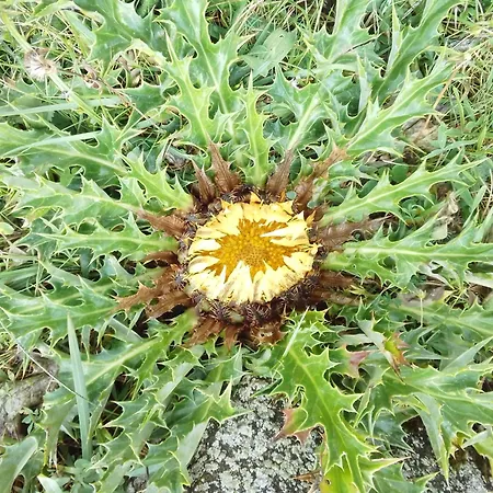 Апартаменты Flor Del Sol Канфранк
